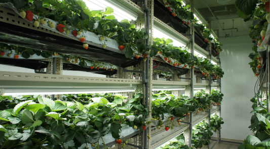 VERTICAL FARMING