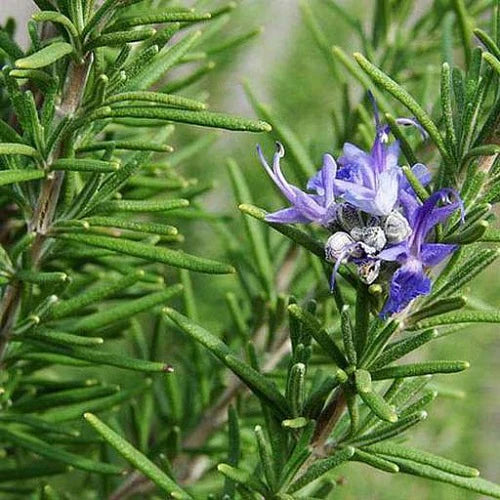 ROSEMARY