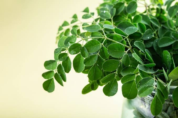 MORINGA